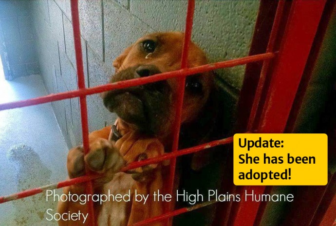 1676078059_382_Fotografo-captura-lagrimas-angustiadas-de-cachorra-suspeitando-que-ela-seria Fotógrafo captura las lágrimas de angustia de una perrita al sospechar que sería sacrificada