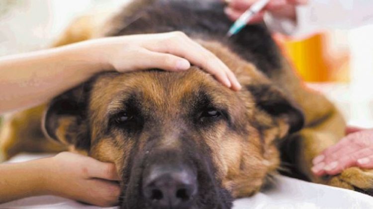 1676078059_514_Fotografo-captura-lagrimas-angustiadas-de-cachorra-suspeitando-que-ela-seria Fotógrafo captura las lágrimas de angustia de una perrita al sospechar que sería sacrificada