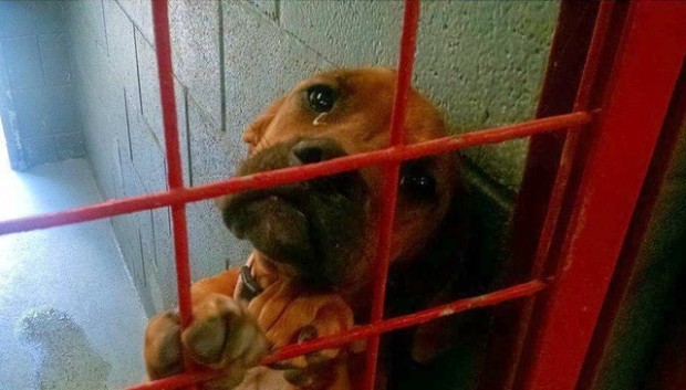 1676078059_827_Fotografo-captura-lagrimas-angustiadas-de-cachorra-suspeitando-que-ela-seria Fotógrafo captura las lágrimas de angustia de una perrita al sospechar que sería sacrificada