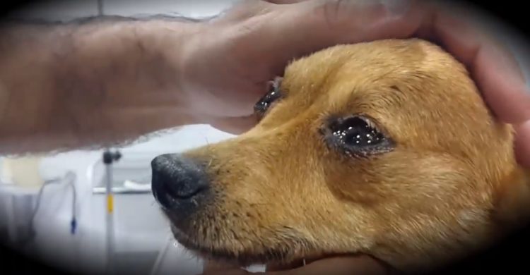 1676078059_843_Fotografo-captura-lagrimas-angustiadas-de-cachorra-suspeitando-que-ela-seria Fotógrafo captura las lágrimas de angustia de una perrita al sospechar que sería sacrificada