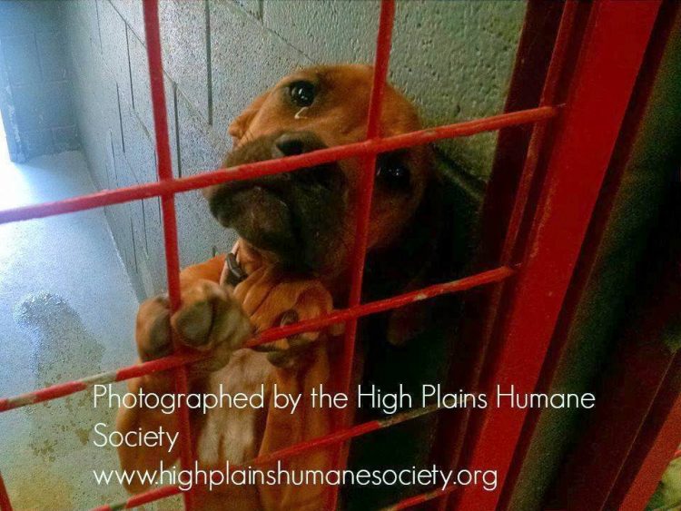 1676078059_867_Fotografo-captura-lagrimas-angustiadas-de-cachorra-suspeitando-que-ela-seria Fotógrafo captura las lágrimas de angustia de una perrita al sospechar que sería sacrificada