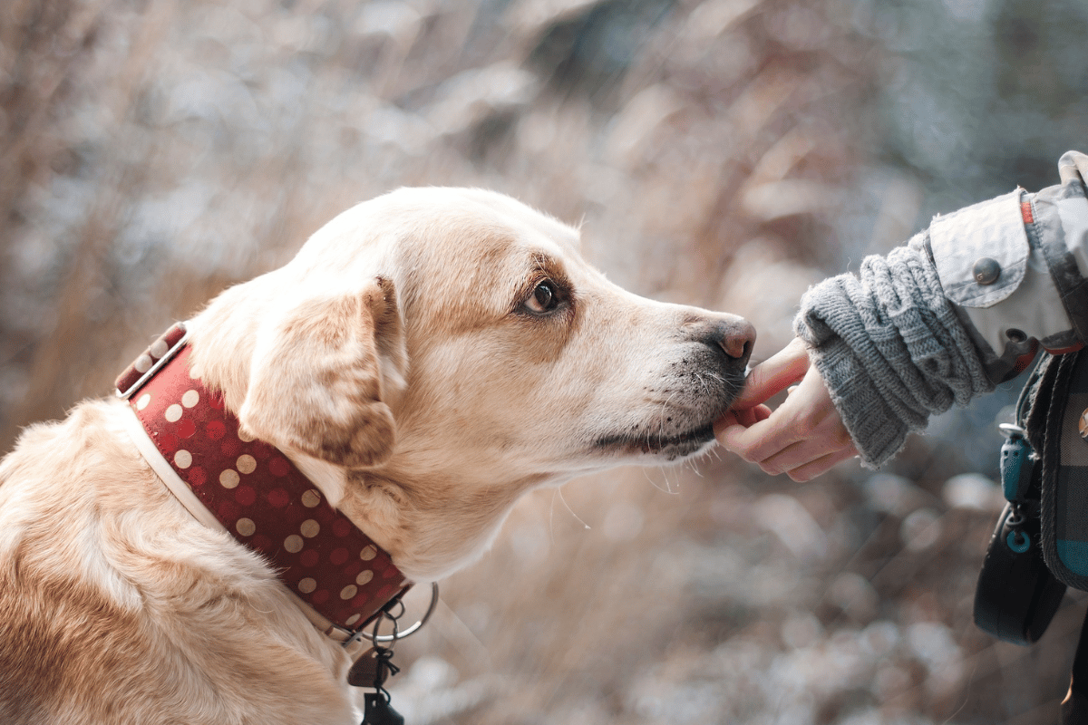 Cuidados com o cachorro como manter seu amigo saudável e feliz