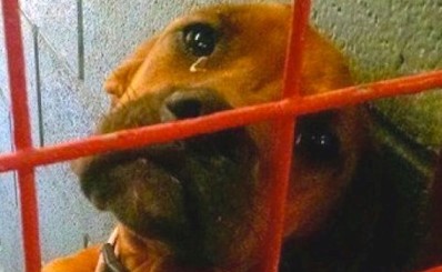 Fotografo-captura-lagrimas-angustiadas-de-cachorra-suspeitando-que-ela-seria Fotógrafo captura las lágrimas de angustia de una perrita al sospechar que sería sacrificada