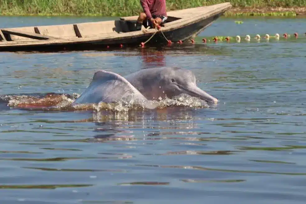 Pesquisadores rastreiam riscos que ameaçam botos cor-de-rosa na Amazônia