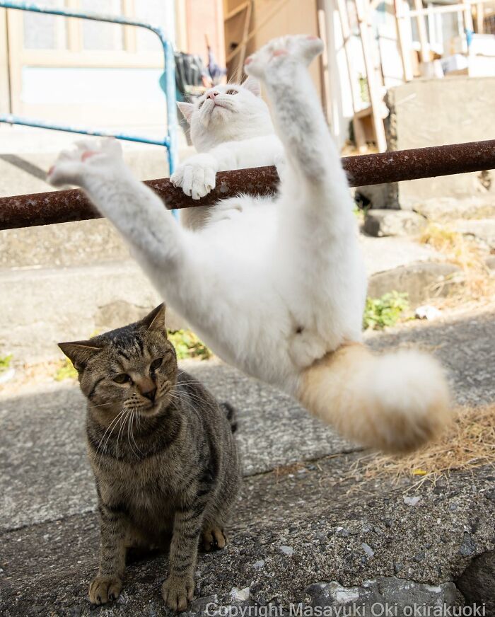 15-fotos-divertidas-e-adoraveis-​​dos-gatos-vadios-de-Toquio 15 fotos divertidas e adoráveis ​​dos gatos vadios de Tóquio