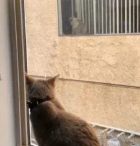 1689974683_394_Gato-se-apaixona-pelo-gato-do-vizinho-e-dono-ve Gato se apaixona pelo gato do vizinho e dono vê mensagem na janela do vizinho