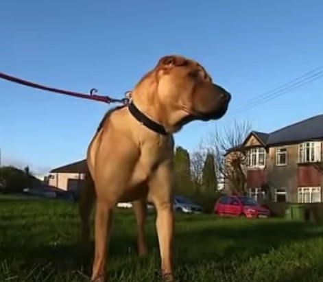 1689975324_298_Cachorro-com-olhos-mais-tristes-e-abandonado-em-estacao-de Cachorro com 'olhos mais tristes' é abandonado em estação de trem amarrado a sacola cheia de 'pertences favoritos'