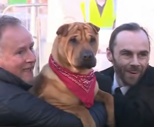 1689975325_984_Cachorro-com-olhos-mais-tristes-e-abandonado-em-estacao-de Cachorro com 'olhos mais tristes' é abandonado em estação de trem amarrado a sacola cheia de 'pertences favoritos'