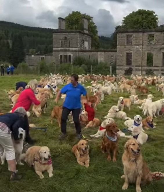 1689975624_859_Centenas-de-Golden-Retrievers-se-reunem-na-Escocia-de-todo Centenas de Golden Retrievers se reúnem na Escócia de todo o mundo para seu aniversário