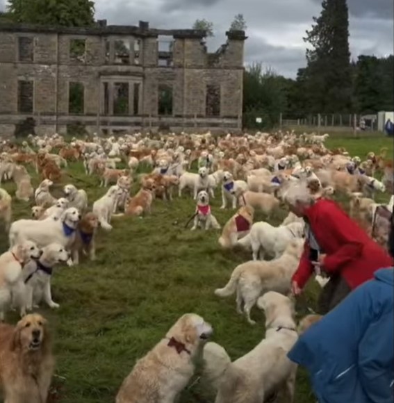 1689975625_619_Centenas-de-Golden-Retrievers-se-reunem-na-Escocia-de-todo Centenas de Golden Retrievers se reúnem na Escócia de todo o mundo para seu aniversário