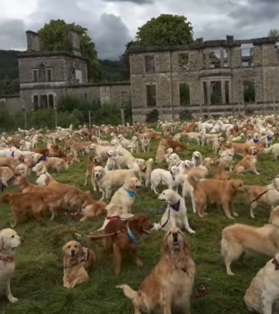 1689975625_763_Centenas-de-Golden-Retrievers-se-reunem-na-Escocia-de-todo Centenas de Golden Retrievers se reúnem na Escócia de todo o mundo para seu aniversário