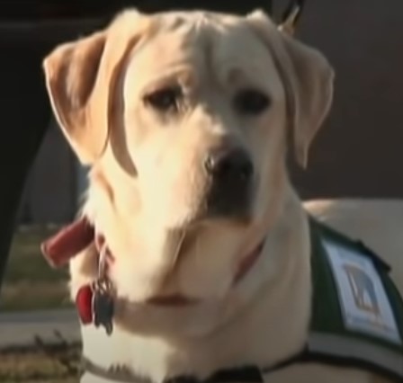 1689975838_194_Homem-visita-prisao-com-cao-de-servico-soltando-o-da-coleira Homem visita prisão com cão de serviço soltando-o da coleira ao sentir cheiro de presidiário à distância