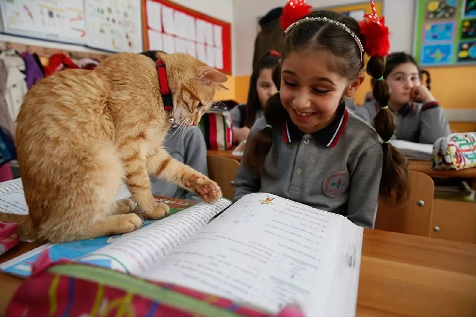 1689976665_832_Gatinho-invade-aula-da-3a-serie-e-decide-que-vai Gatinho invade aula da 3ª série e decide que vai ficar para sempre