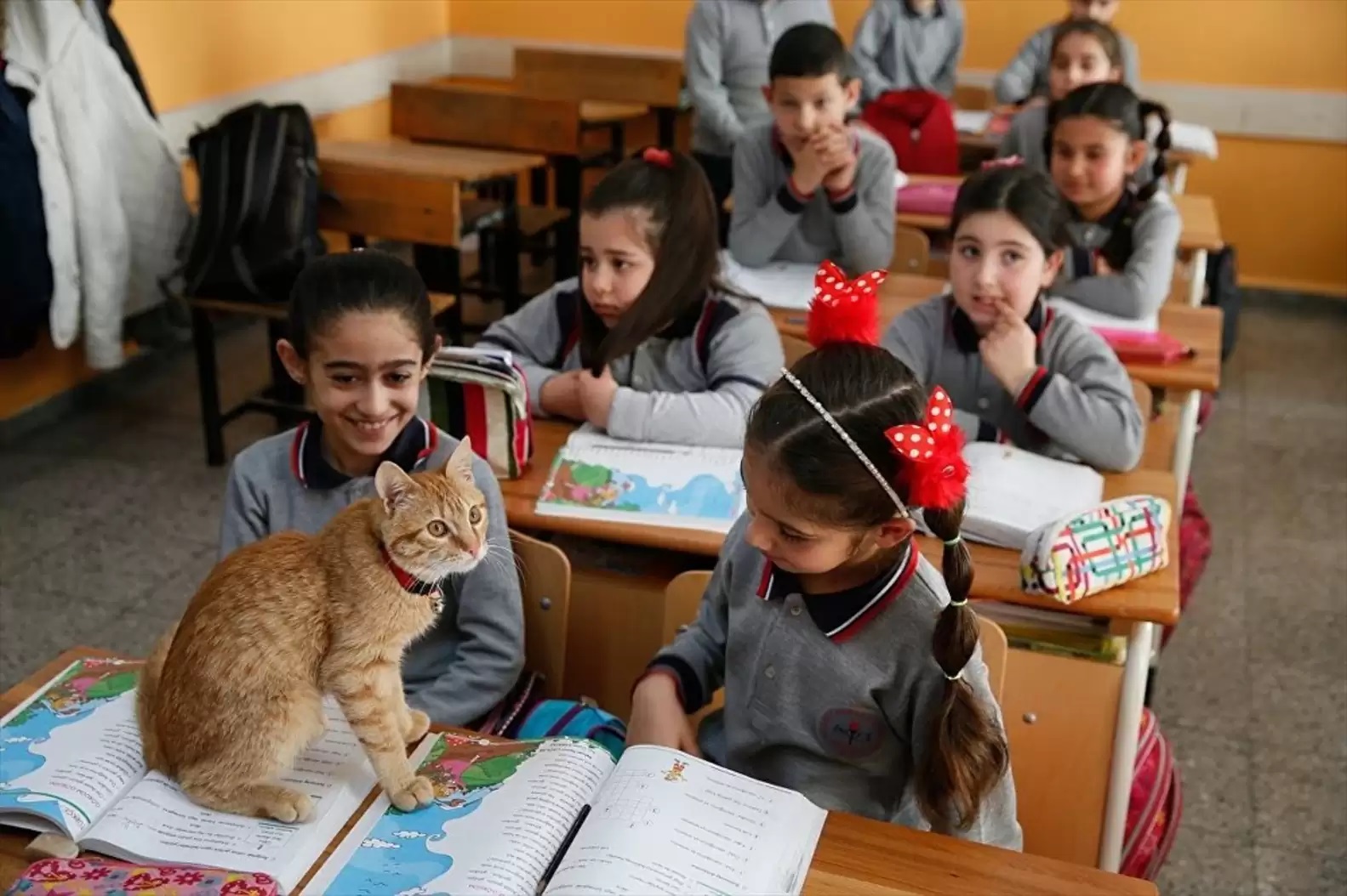 1689976667_275_Gatinho-invade-aula-da-3a-serie-e-decide-que-vai Gatinho invade aula da 3ª série e decide que vai ficar para sempre