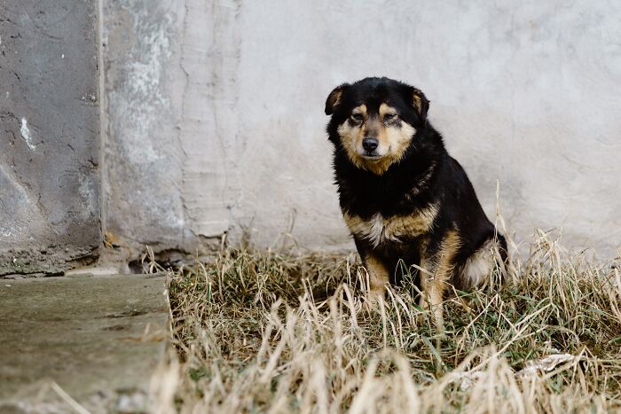 1689978031_799_Um-caozinho-de-abrigo-que-se-despediu-dos-funcionarios-apos Um cãozinho de abrigo que se despediu dos funcionários após ser adotado