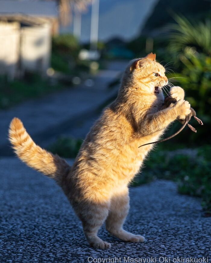 1689978630_160_15-fotos-divertidas-e-adoraveis-​​dos-gatos-vadios-de-Toquio 15 fotos divertidas e adoráveis ​​dos gatos vadios de Tóquio