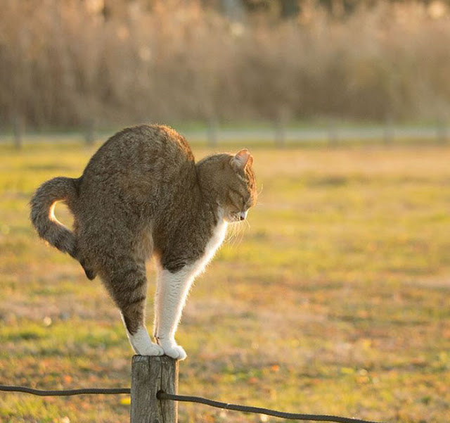 1689978630_237_15-fotos-divertidas-e-adoraveis-​​dos-gatos-vadios-de-Toquio 15 fotos divertidas e adoráveis ​​dos gatos vadios de Tóquio