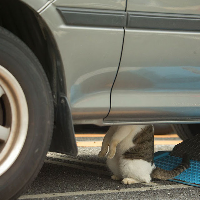 1689978630_252_15-fotos-divertidas-e-adoraveis-​​dos-gatos-vadios-de-Toquio 15 fotos divertidas e adoráveis ​​dos gatos vadios de Tóquio