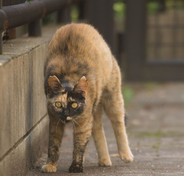 1689978630_474_15-fotos-divertidas-e-adoraveis-​​dos-gatos-vadios-de-Toquio 15 fotos divertidas e adoráveis ​​dos gatos vadios de Tóquio