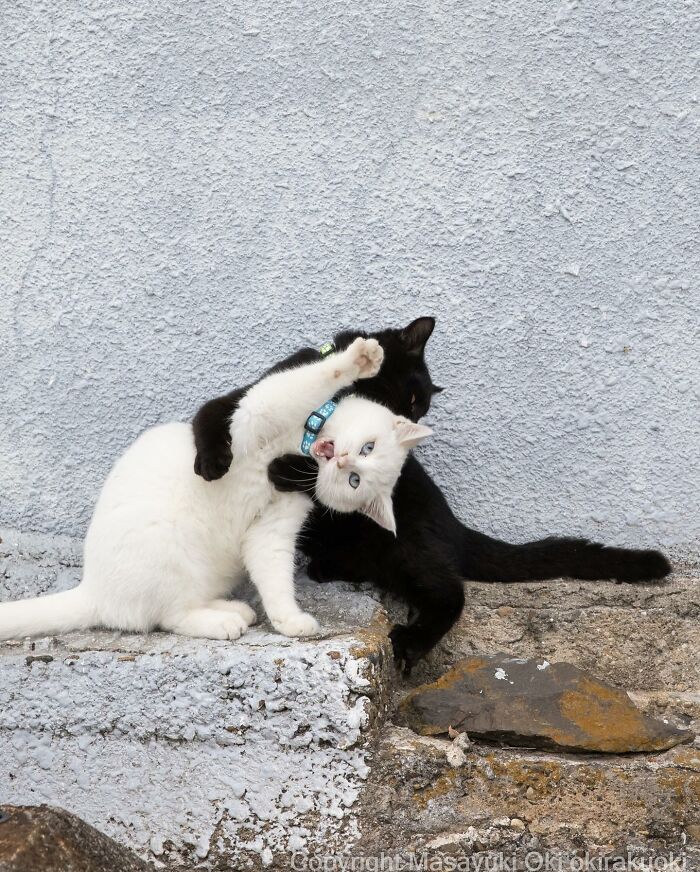 1689978630_50_15-fotos-divertidas-e-adoraveis-​​dos-gatos-vadios-de-Toquio 15 fotos divertidas e adoráveis ​​dos gatos vadios de Tóquio