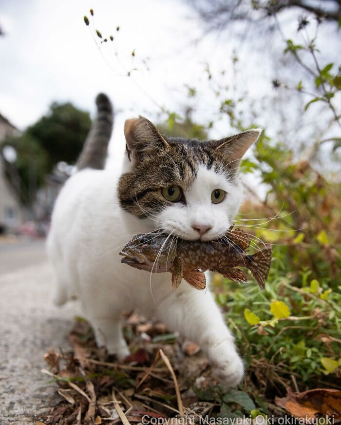 1689978630_587_15-fotos-divertidas-e-adoraveis-​​dos-gatos-vadios-de-Toquio 15 fotos divertidas e adoráveis ​​dos gatos vadios de Tóquio