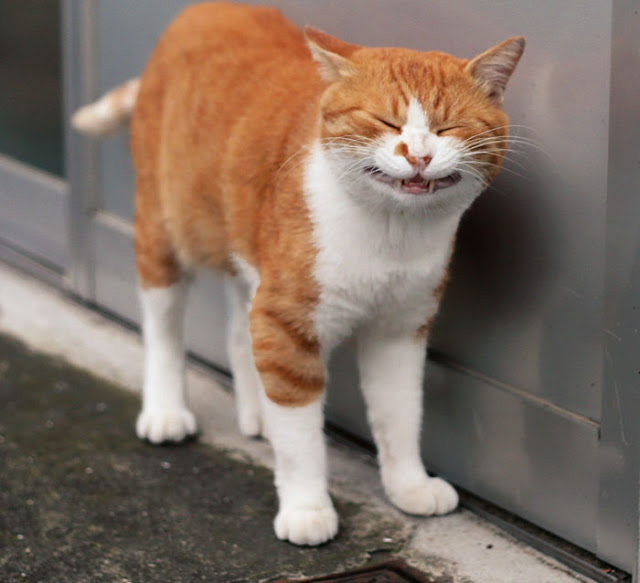 1689978630_748_15-fotos-divertidas-e-adoraveis-​​dos-gatos-vadios-de-Toquio 15 fotos divertidas e adoráveis ​​dos gatos vadios de Tóquio