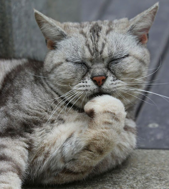 1689978630_780_15-fotos-divertidas-e-adoraveis-​​dos-gatos-vadios-de-Toquio 15 fotos divertidas e adoráveis ​​dos gatos vadios de Tóquio