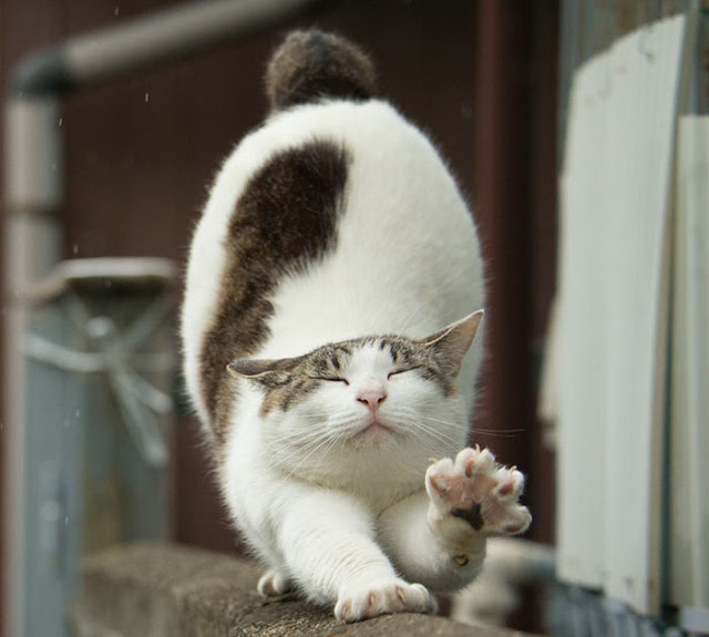 1689978630_887_15-fotos-divertidas-e-adoraveis-​​dos-gatos-vadios-de-Toquio 15 fotos divertidas e adoráveis ​​dos gatos vadios de Tóquio