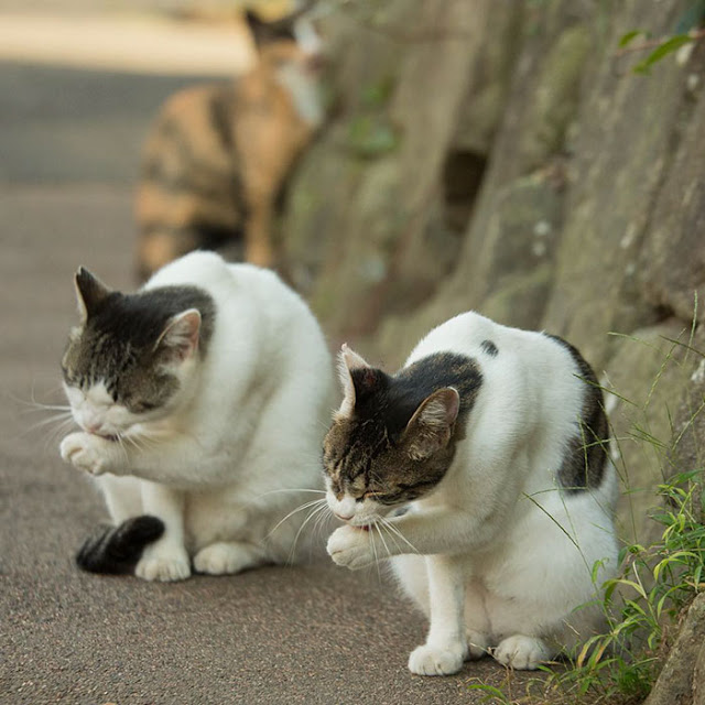 1689978630_978_15-fotos-divertidas-e-adoraveis-​​dos-gatos-vadios-de-Toquio 15 fotos divertidas e adoráveis ​​dos gatos vadios de Tóquio