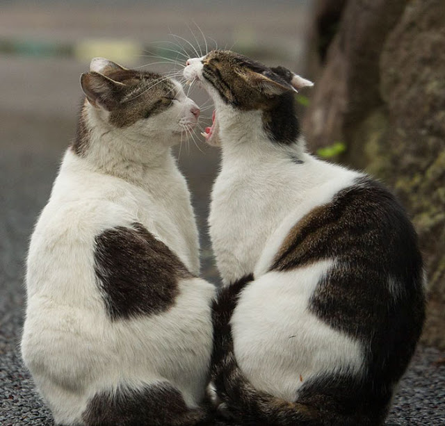 1689978631_176_15-fotos-divertidas-e-adoraveis-​​dos-gatos-vadios-de-Toquio 15 fotos divertidas e adoráveis ​​dos gatos vadios de Tóquio