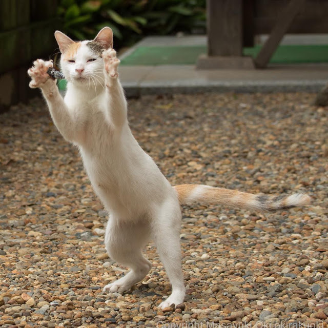 1689978631_656_15-fotos-divertidas-e-adoraveis-​​dos-gatos-vadios-de-Toquio 15 fotos divertidas e adoráveis ​​dos gatos vadios de Tóquio