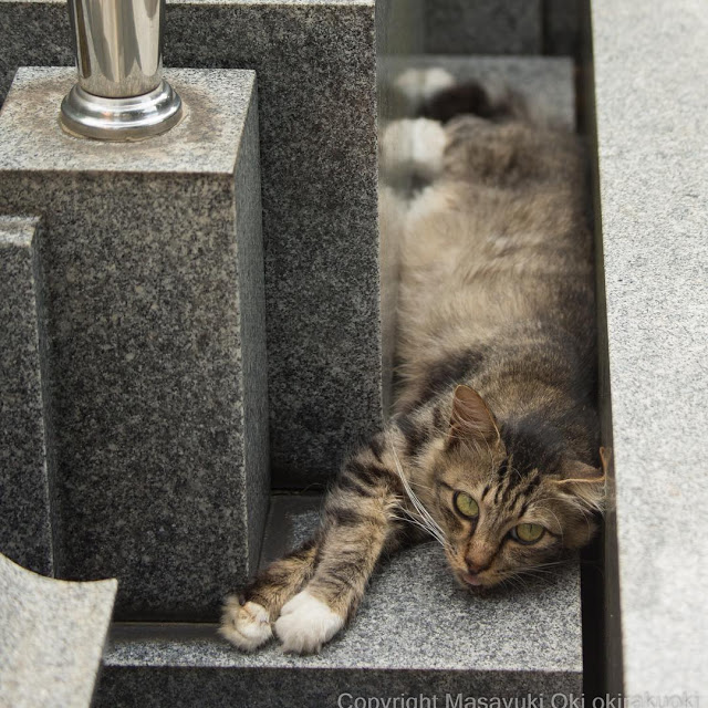 1689978631_973_15-fotos-divertidas-e-adoraveis-​​dos-gatos-vadios-de-Toquio 15 fotos divertidas e adoráveis ​​dos gatos vadios de Tóquio