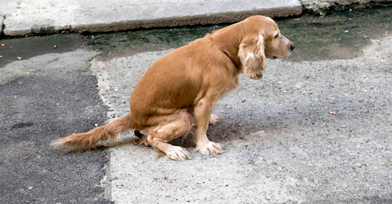 1689979048_972_Preocupacao-com-a-ameaca-de-envenenamento-em-massa-de-caes Preocupação com a ameaça de envenenamento em massa de cães