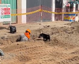 1689979231_366_Filhote-de-cachorro-move-milhares-enquanto-da-a-seu-humano Filhote de cachorro move milhares enquanto dá a seu humano uma "mãozinha" no trabalho