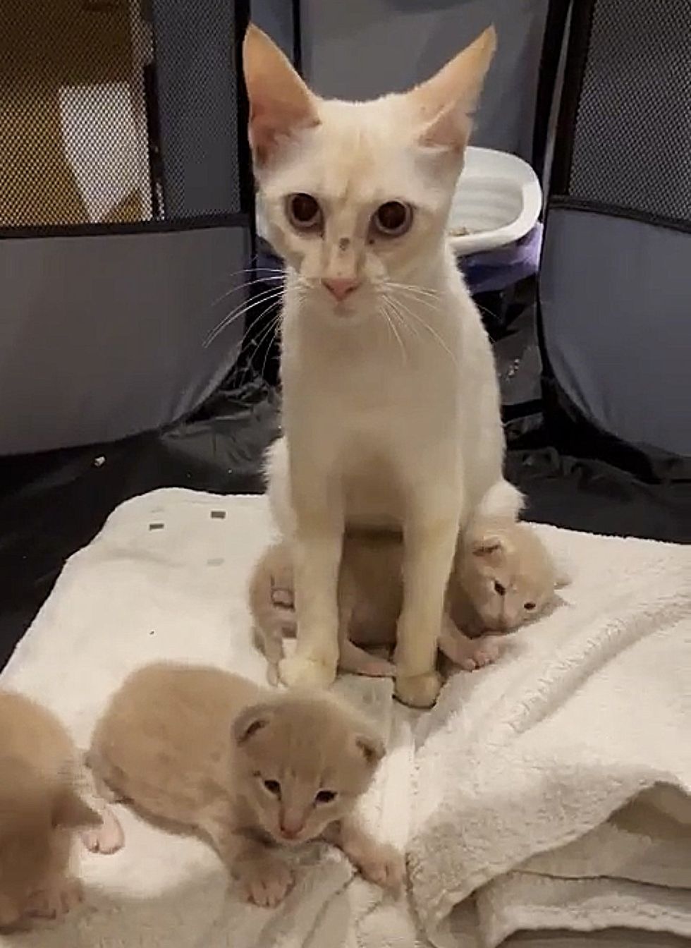 1689979477_132_Residente-percebe-que-gato-muda-de-gordo-para-magro-durante Residente percebe que gato muda de gordo para magro durante a noite e percebe que há gatinhos perto de sua casa