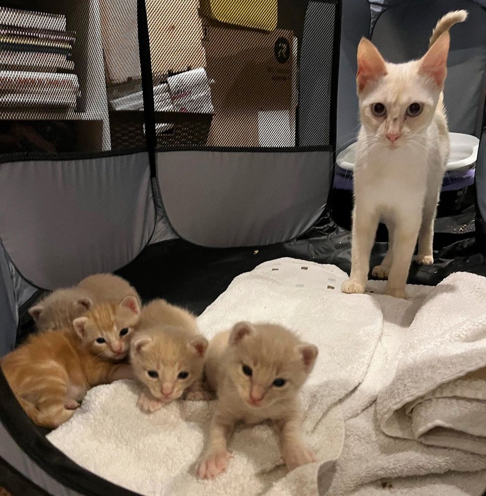 1689979477_254_Residente-percebe-que-gato-muda-de-gordo-para-magro-durante Residente percebe que gato muda de gordo para magro durante a noite e percebe que há gatinhos perto de sua casa