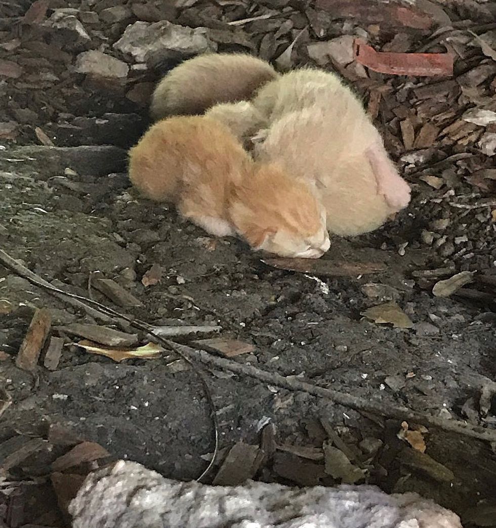 1689979477_32_Residente-percebe-que-gato-muda-de-gordo-para-magro-durante Residente percebe que gato muda de gordo para magro durante a noite e percebe que há gatinhos perto de sua casa