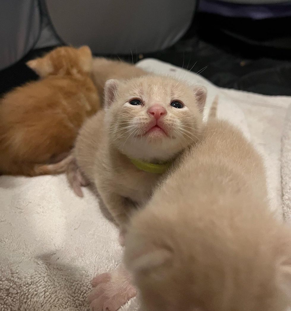 1689979477_434_Residente-percebe-que-gato-muda-de-gordo-para-magro-durante Residente percebe que gato muda de gordo para magro durante a noite e percebe que há gatinhos perto de sua casa