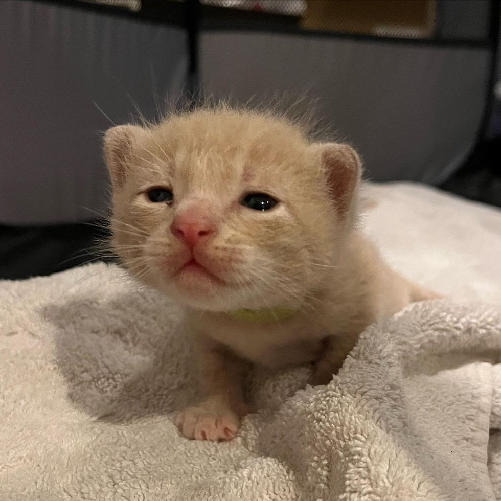 1689979477_955_Residente-percebe-que-gato-muda-de-gordo-para-magro-durante Residente percebe que gato muda de gordo para magro durante a noite e percebe que há gatinhos perto de sua casa