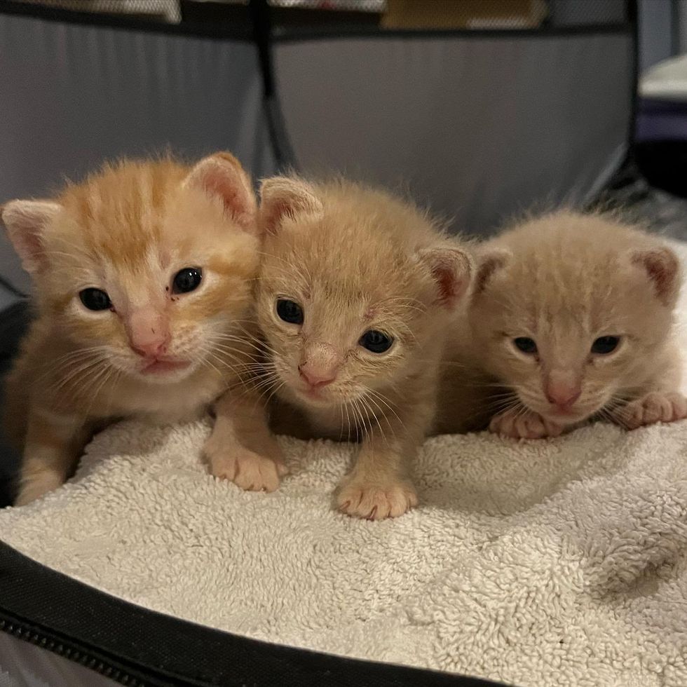 1689979477_982_Residente-percebe-que-gato-muda-de-gordo-para-magro-durante Residente percebe que gato muda de gordo para magro durante a noite e percebe que há gatinhos perto de sua casa