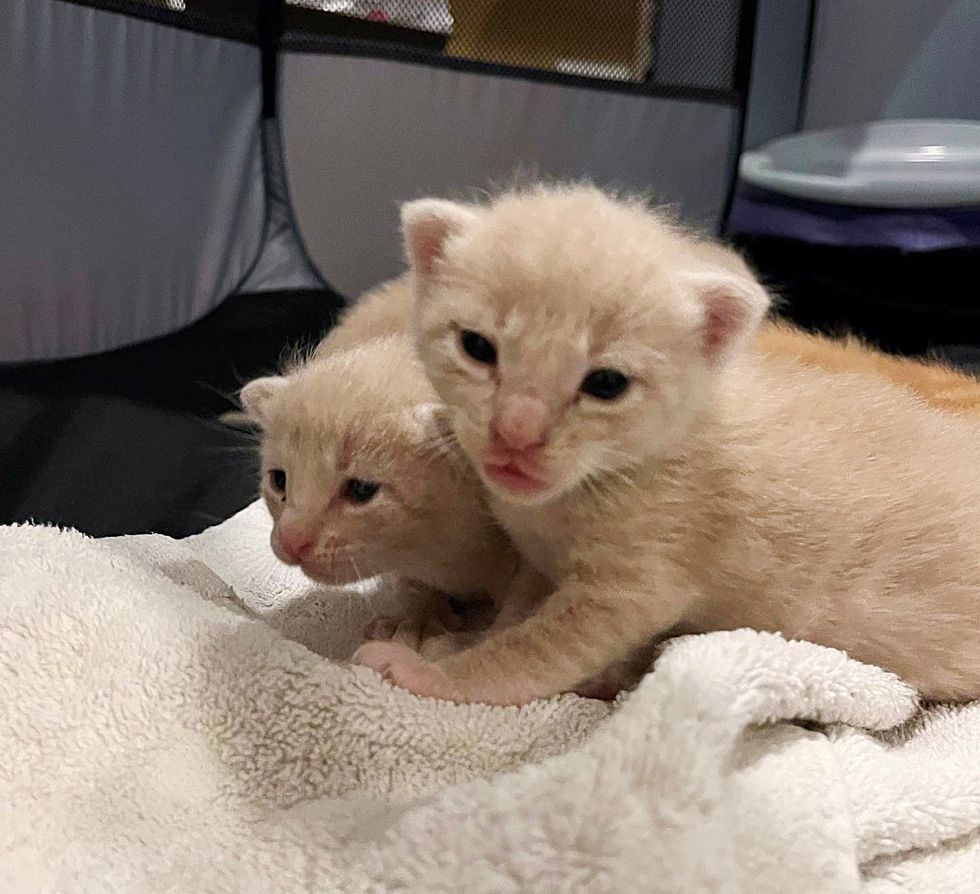 1689979478_196_Residente-percebe-que-gato-muda-de-gordo-para-magro-durante Residente percebe que gato muda de gordo para magro durante a noite e percebe que há gatinhos perto de sua casa