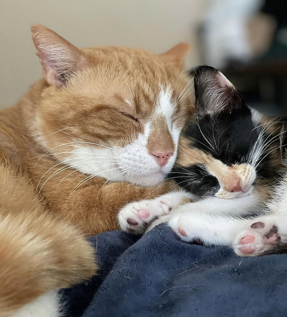 1689979600_290_Gato-deixou-de-ser-um-gato-de-rua-para-deixar Gato deixou de ser um gato de rua para deixar os gatinhos se empilharem em cima dele quando encontrou o lugar que sempre quis