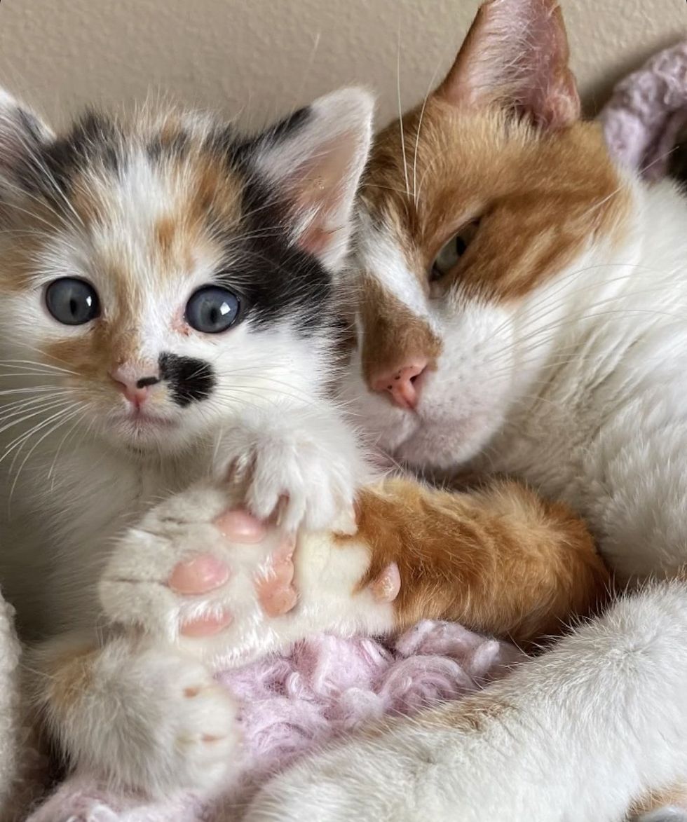 1689979600_884_Gato-deixou-de-ser-um-gato-de-rua-para-deixar Gato deixou de ser um gato de rua para deixar os gatinhos se empilharem em cima dele quando encontrou o lugar que sempre quis