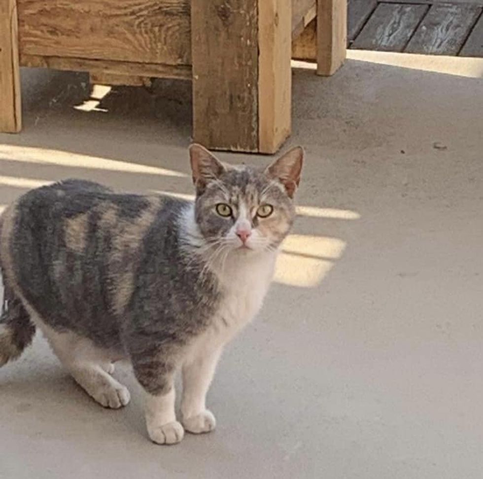 1689979751_404_Familia-fica-surpresa-ao-encontrar-seis-gatinhos-em-uma-caixa Família fica surpresa ao encontrar seis gatinhos em uma caixa de flores e descobre que um gato os trouxe até lá