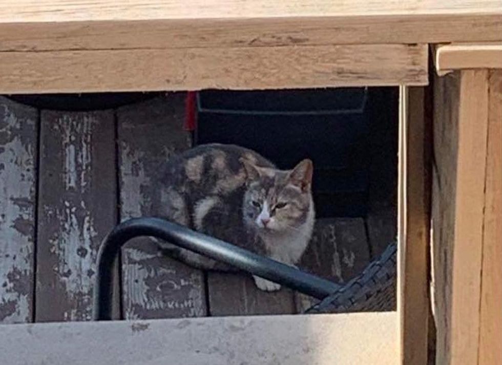 1689979751_64_Familia-fica-surpresa-ao-encontrar-seis-gatinhos-em-uma-caixa Família fica surpresa ao encontrar seis gatinhos em uma caixa de flores e descobre que um gato os trouxe até lá