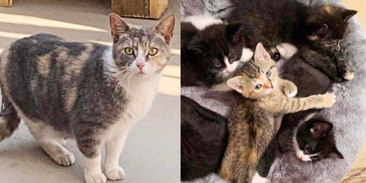 Família fica surpresa ao encontrar seis gatinhos em uma caixa de flores e descobre que um gato os trouxe até lá