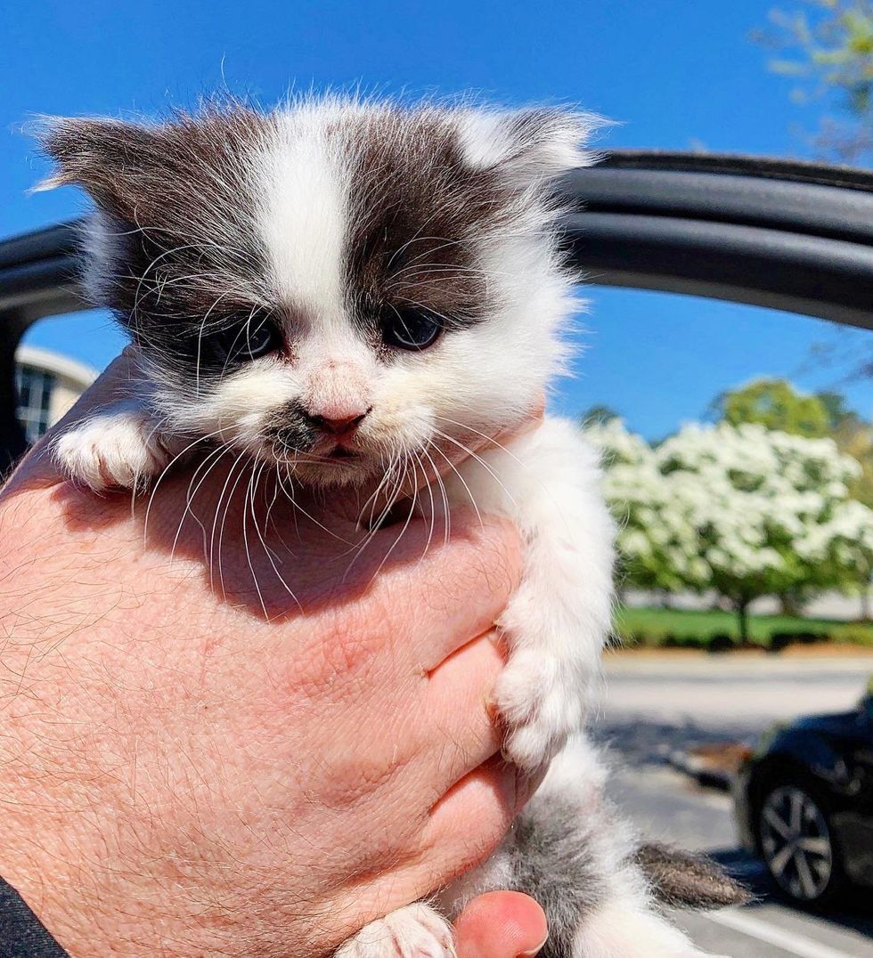 1689980082_111_Trabalhadores-notam-gatinho-sozinho-em-canteiro-de-obras-dias-depois Trabalhadores notam gatinho sozinho em canteiro de obras, dias depois outro gatinho aparece com o mesmo casaco