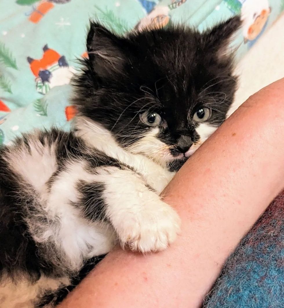 1689980082_192_Trabalhadores-notam-gatinho-sozinho-em-canteiro-de-obras-dias-depois Trabalhadores notam gatinho sozinho em canteiro de obras, dias depois outro gatinho aparece com o mesmo casaco