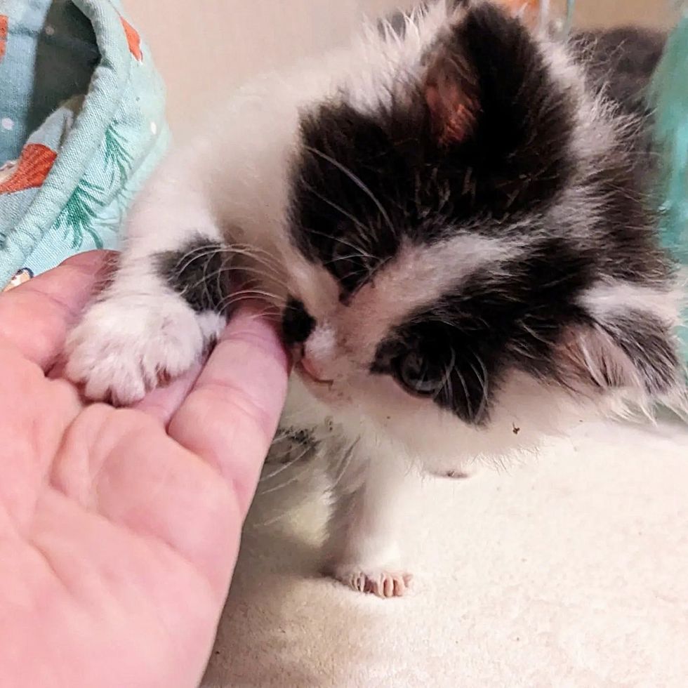 1689980082_237_Trabalhadores-notam-gatinho-sozinho-em-canteiro-de-obras-dias-depois Trabalhadores notam gatinho sozinho em canteiro de obras, dias depois outro gatinho aparece com o mesmo casaco