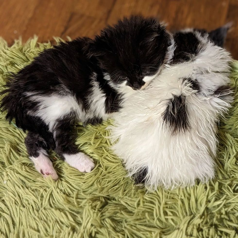 1689980082_31_Trabalhadores-notam-gatinho-sozinho-em-canteiro-de-obras-dias-depois Trabalhadores notam gatinho sozinho em canteiro de obras, dias depois outro gatinho aparece com o mesmo casaco